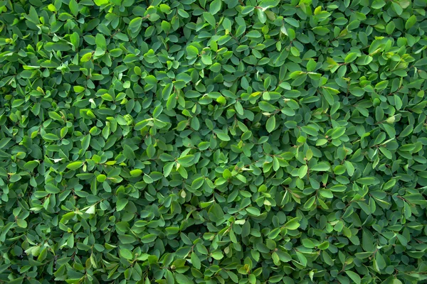 stock image Green leaves of spiraea background