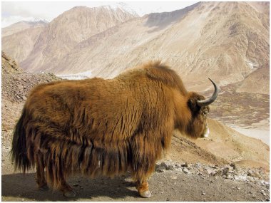 Yak on the pass clipart