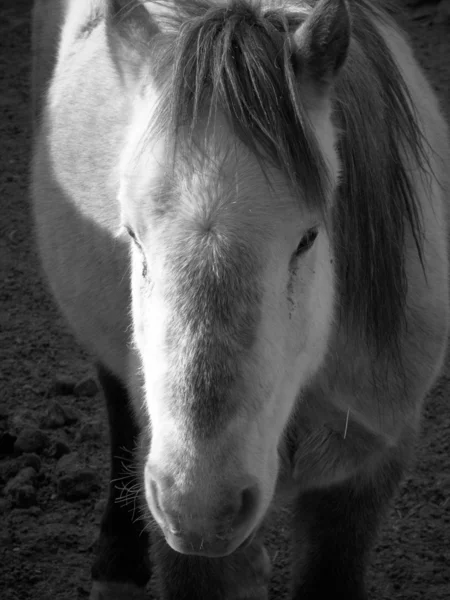 Cavalo em Ladakh — Fotografia de Stock