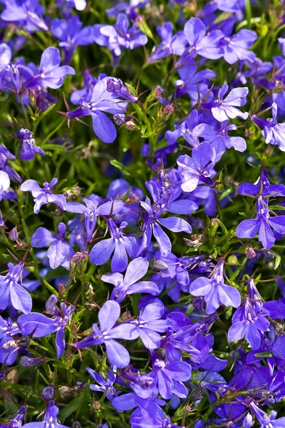 stock image FLOWERS