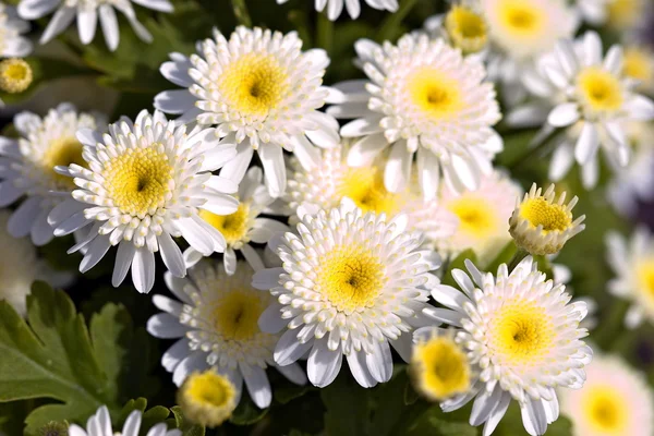 FLOWERS — Stock Photo, Image