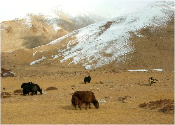 喜马拉雅山自然 (拉达克) — 图库照片