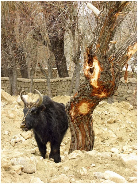 喜马拉雅山动物 (拉达克) — 图库照片