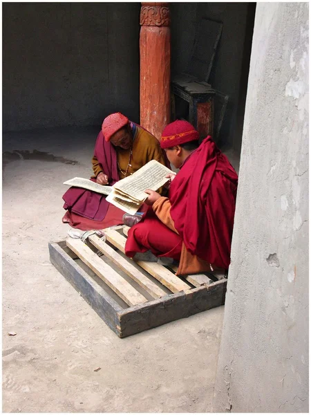 学習のラマ僧 — ストック写真