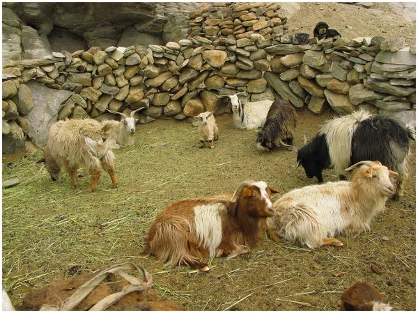 喜马拉雅山动物 (拉达克) — 图库照片
