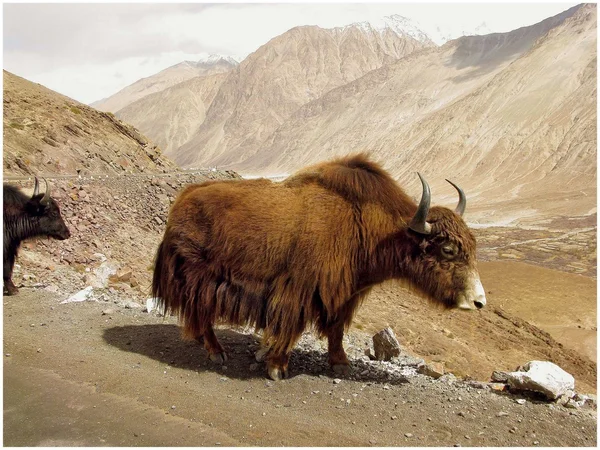 (Ladakh Himalayalar hayvanlar) — Stok fotoğraf