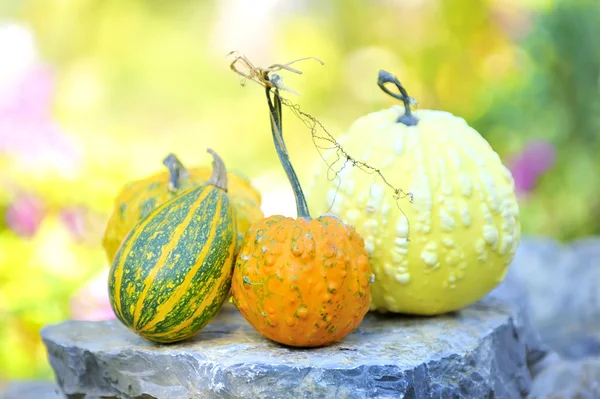 renk sonbahar yaprak ve kabaklar