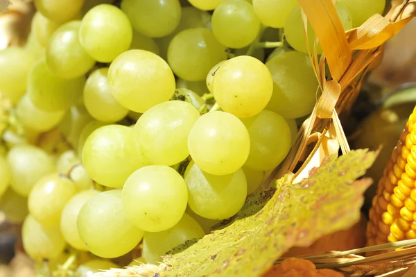 üzüm yakın çekim