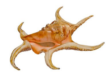 Deniz kabuğu harpago
