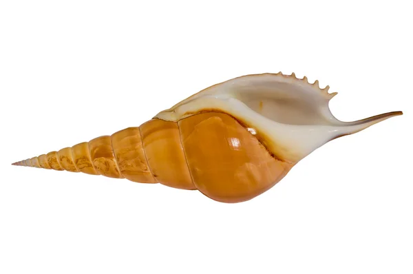 Морская раковина Tibia (вид снизу)  ) — стоковое фото
