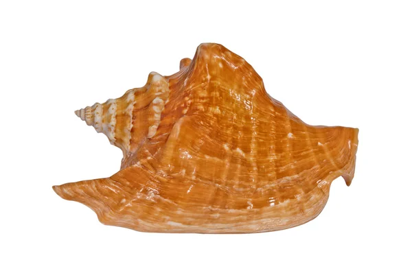 Морской панцирь Трикорниса — стоковое фото