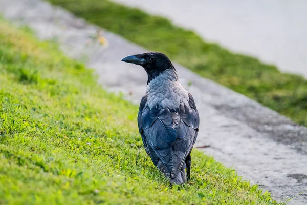 Cuervo en perfil —  Fotos de Stock