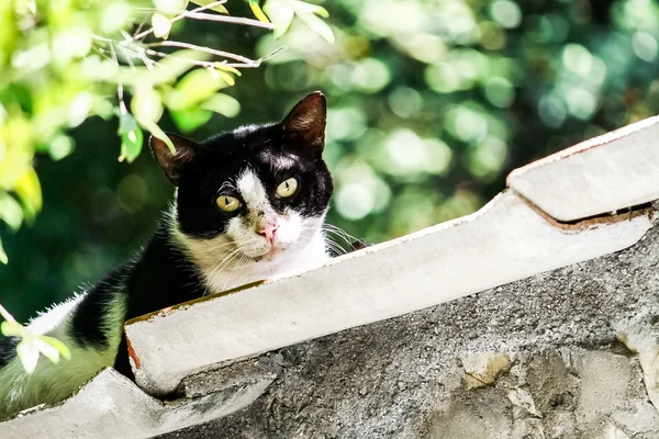 stock image Beautiful cat