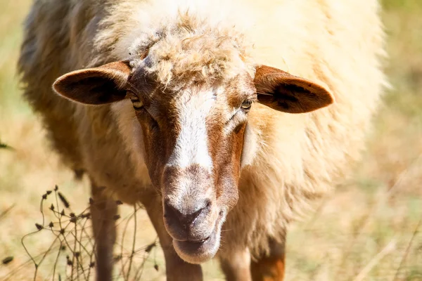 stock image Beautiful sheep