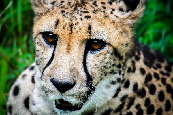 stock image Leopard