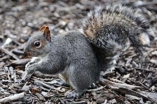 Wiewiórki w parku — Zdjęcie stockowe