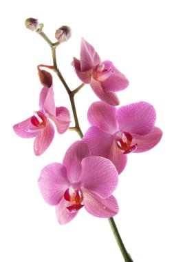 güzel mor orkide