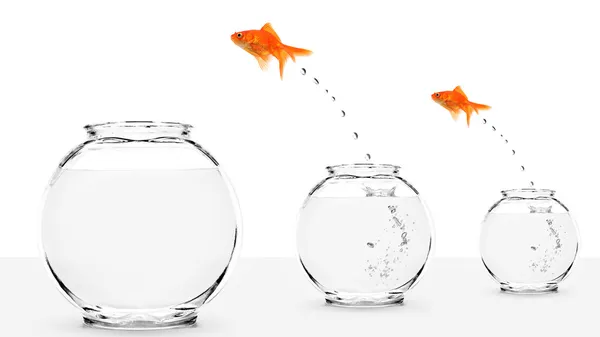 Dwa złota rybka, skoki na większe fishbowls — Zdjęcie stockowe