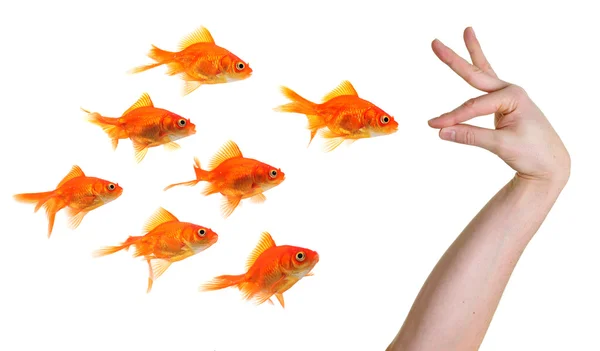 Hand gesturing towards a group of goldfish — Stock Photo, Image