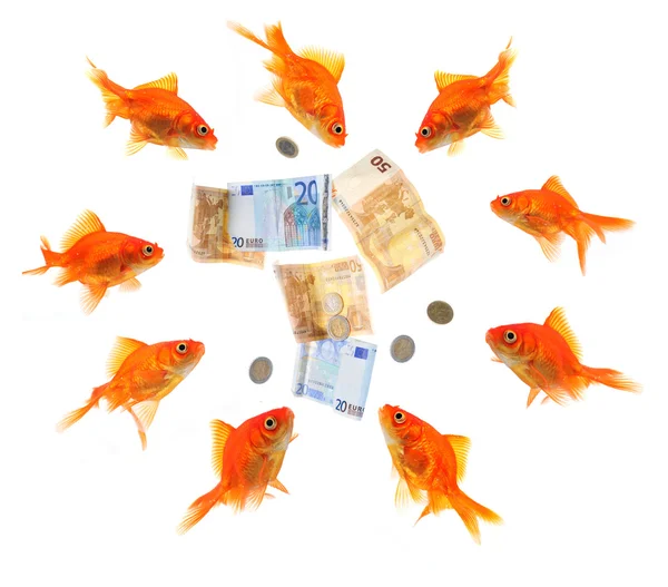 Група золотих риб, що оточують гроші — стокове фото