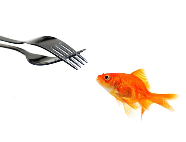 Single goldfish facing forks — Stock Photo, Image