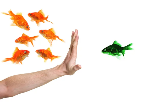 Hand discriminating green goldfish — Stock Photo, Image