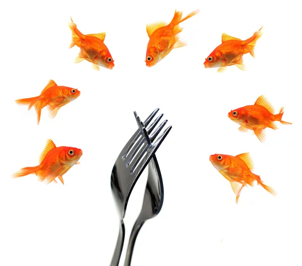 Goldfish grupo em torno de garfos — Fotografia de Stock