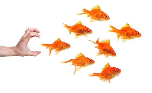 Hand trying to catch a group of goldfish — Stock Photo, Image