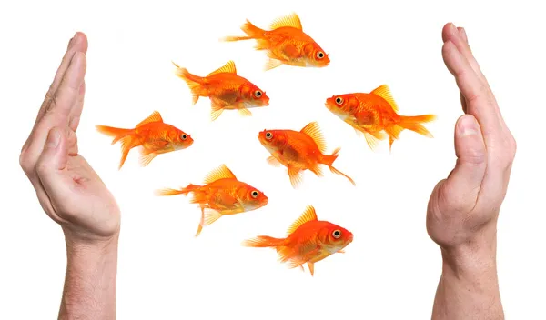 Hands trying to catch or protect a group of goldfish — Stock Photo, Image