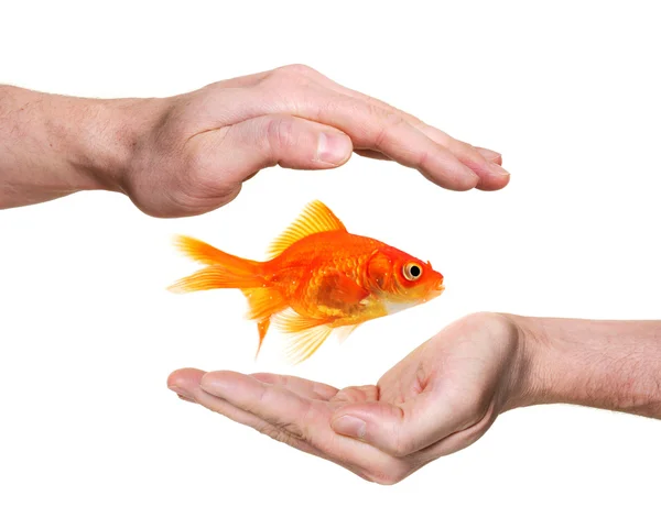 Mãos tentando pegar ou proteger um peixinho dourado — Fotografia de Stock
