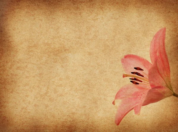 Grunge floraler Hintergrund mit rosa Lilie — Stockfoto