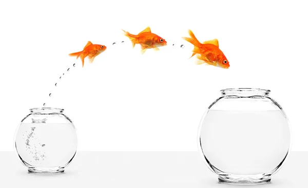 Three goldfishes jumping from small to bigger bowl — Stock Photo, Image
