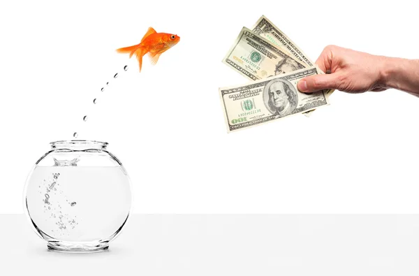Goldfish jumping out of fishbowl temped by cash — Stock Photo, Image