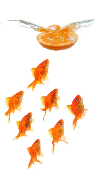 Orange slice dropping into water over group of goldfish — Stock Photo, Image