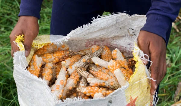 Stock image Hands holding a bag og corn