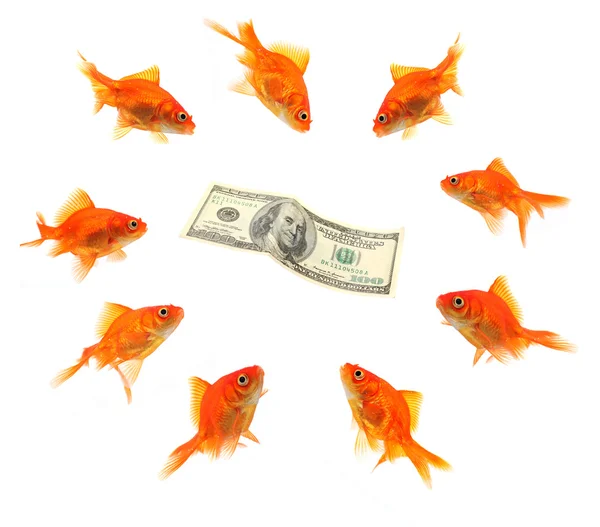 Goldfish group around money — Stock Photo, Image