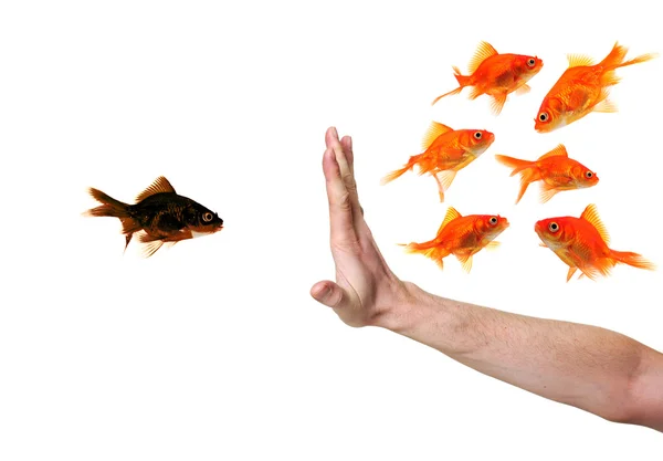 Hand discriminating black goldfish Stock Photo