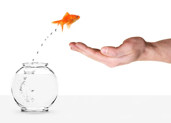 Goldfish pulando para fora do aquário e na palma da mão humana Imagens Royalty-Free