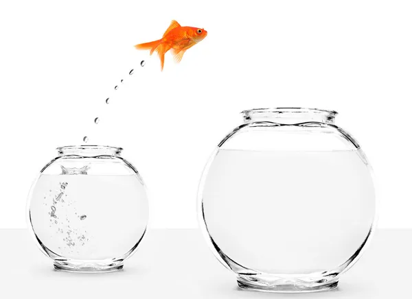 Goldfish jumping from small to bigger bowl Royalty Free Stock Images