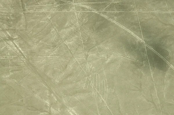 kondor nazca Çölü, peru'resmi