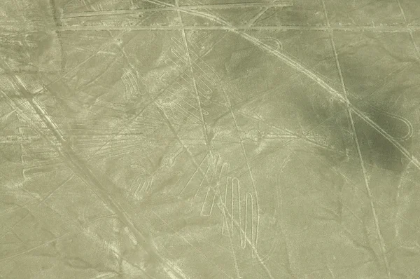 Bild av kondor i nazca öknen, peru Stockbild