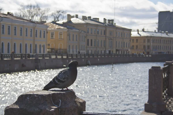 A pigeon near Mojka river in Saint Petersburg — Stock Photo, Image