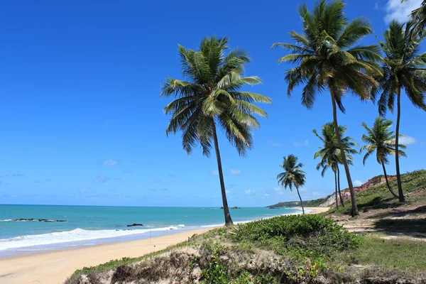 Tropical beach i Brasilien Stockbild