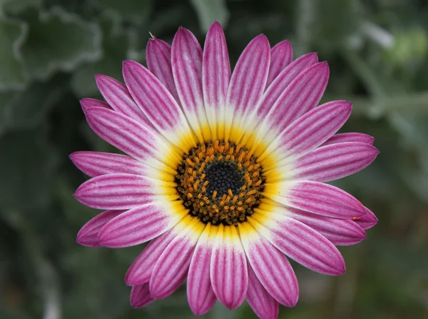 Roze bloem lente — Stockfoto