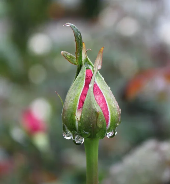 stock image Rose with water drops