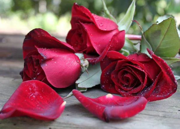 Tre rosor och kronblad Stockbild