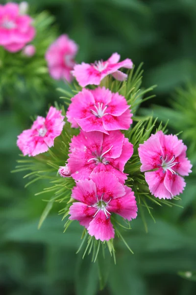 Ροζ λουλούδια της άνοιξης — Φωτογραφία Αρχείου