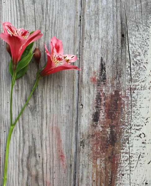 Frühlingsblume auf einem Holzgrund Stockbild