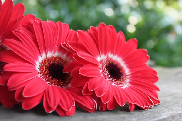 Flores de gerbera — Fotografia de Stock