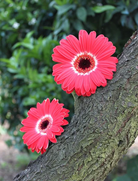 Twee gerbera's bloemen op de boom — Stockfoto